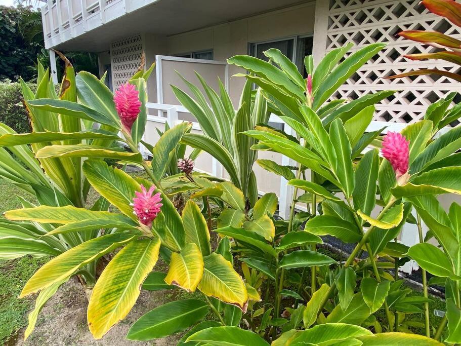 Ideal Coconut Coast